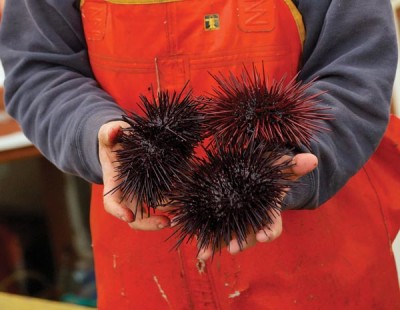 santa-barbara-sea-urchin