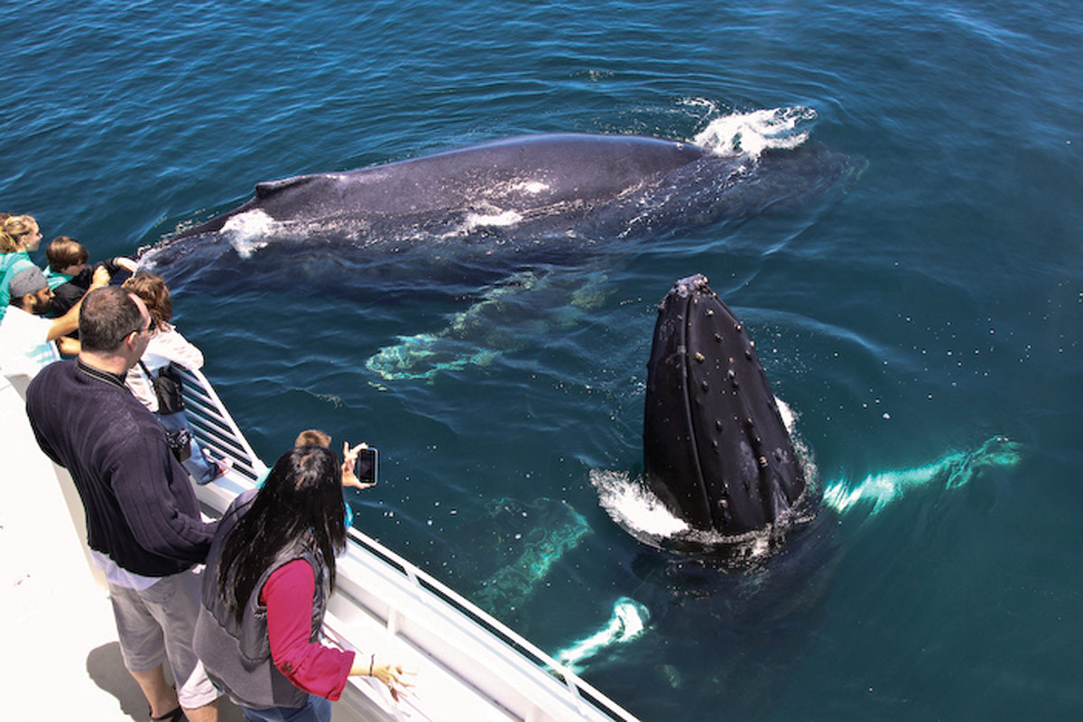 Whale Watching in Santa Barbara | Outdoor Activities