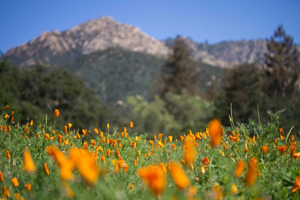 Ground-level view of vibrant orange poppies against grass with a blurred mountain backdrop at the Santa Barbara Botanic Garden.