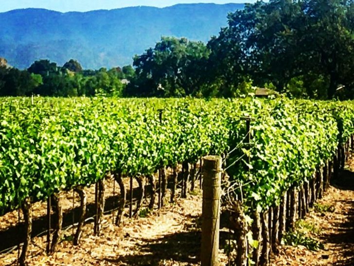 Destination Vine