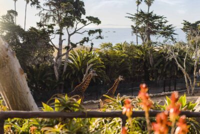 Giraffes wander at the Santa Barbara Zoo.