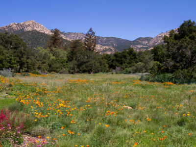wildflower field at santa barbara botanic garden