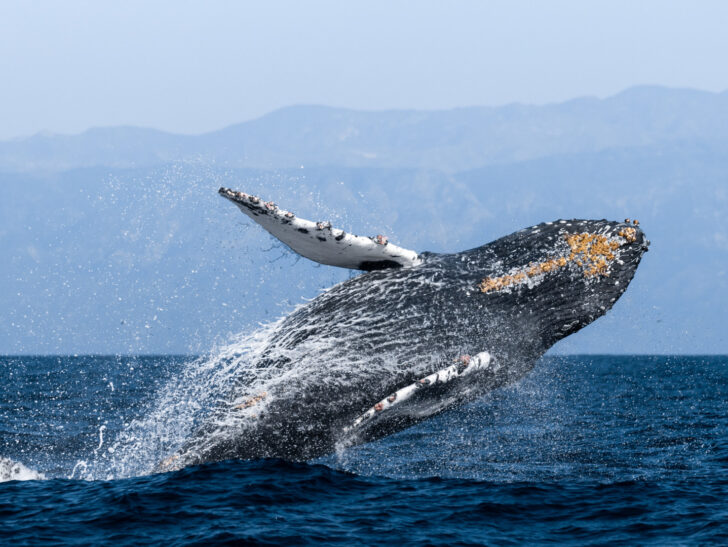 Condor Express Whale Watching