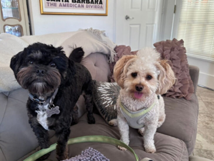 Santa Barbara Pet Sitters